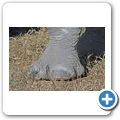 Garden Route Game Lodge - Breitmaulnashorn