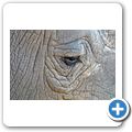 Garden Route Game Lodge - Breitmaulnashorn