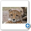 Garden Route Game Lodge - Gepard
