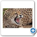 Garden Route Game Lodge - Gepard