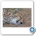 Garden Route Game Lodge - Gepard