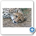 Garden Route Game Lodge - Gepard