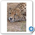 Garden Route Game Lodge - Gepard