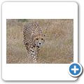 Garden Route Game Lodge - Gepard