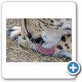 Garden Route Game Lodge - Gepard