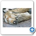 Garden Route Game Lodge - Gepard