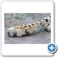 Garden Route Game Lodge - Gepard