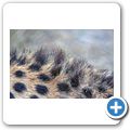 Garden Route Game Lodge - Gepard
