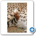 Garden Route Game Lodge - Gepard