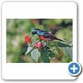 Nektarvogel