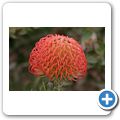 Tolbos Farm - Nadelkissen-Protea