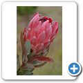 Tolbos Farm - K&ouml;nigprotea