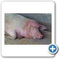 Tolbos Farm - Schweinezucht