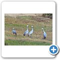 Overberg - Paradieskranich