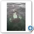Southern Right Whale