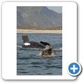 Southern Right Whale