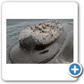 Southern Right Whale