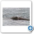 Southern Right Whale