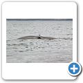 Southern Right Whale