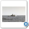 Southern Right Whale