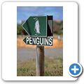 Pinguinkolonie am Stoney Point  in Betty's Bay