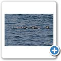 Pinguinkolonie am Stoney Point  in Betty's Bay