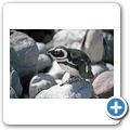 Pinguinkolonie am Stoney Point  in Betty's Bay