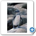 Pinguinkolonie am Stoney Point  in Betty's Bay