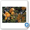 Wellington - B&B "Oude Wellington" - Satsumas