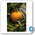 Wellington - B&B "Oude Wellington" - Satsumas