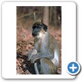 Bijilo Forest Park (Affenwald) - westliche Gr&uuml;nmeerkatze