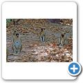 Bijilo Forest Park (Affenwald) - westliche Gr&uuml;nmeerkatze