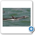 "Roots" Tour auf dem Gambia River - Flussdelfin