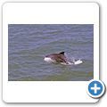 "Roots" Tour auf dem Gambia River - Flussdelfin