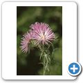 Parco Nazionale del Cilento - Distel