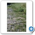 Die Ausgrabungen von Velia-Elea - alte R&ouml;merstra&szlig;e