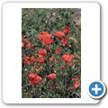 Blumen am Wegesrand - Mohnblume