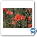 Blumen am Wegesrand - Mohnblume