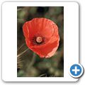 Blumen am Wegesrand - Mohnblume