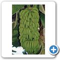 Hermigua - Bananen-Plantagen