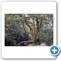 Parque Nacional de Garajonay