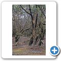 Parque Nacional de Garajonay - Laguna Grande