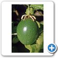 Valle Gran Rey - Fruchtgarten "Aragata" - Avocado