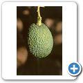 Valle Gran Rey - Fruchtgarten "Aragata" - Avocado