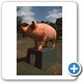 "Schwein gehabt"