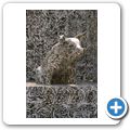 "Schwein gehabt"