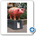 "Schwein gehabt"
