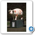 "Schwein gehabt" - Wurst-Schwein