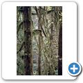 Goldstream Provincial Park