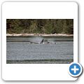 Whale-Watching mit dem Segelboot - Orca